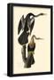 Anhinga-null-Framed Poster