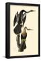 Anhinga-null-Framed Poster