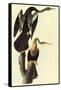 Anhinga-John James Audubon-Framed Stretched Canvas