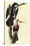 Anhinga-John James Audubon-Stretched Canvas