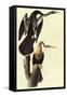 Anhinga-John James Audubon-Framed Stretched Canvas