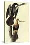 Anhinga-John James Audubon-Stretched Canvas