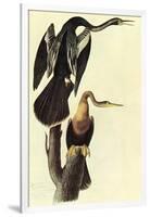 Anhinga-John James Audubon-Framed Art Print