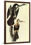 Anhinga-John James Audubon-Framed Art Print