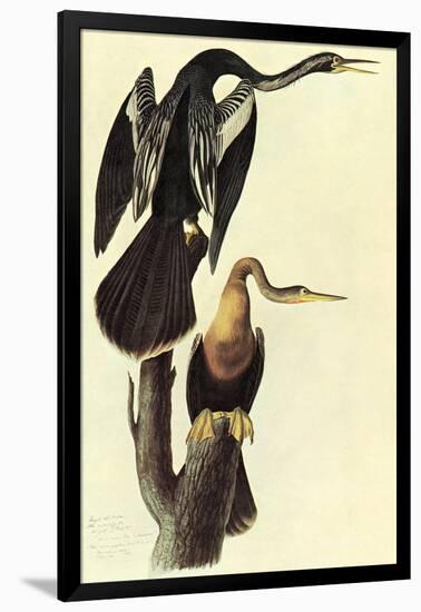 Anhinga-John James Audubon-Framed Art Print