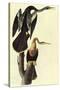 Anhinga-John James Audubon-Stretched Canvas