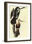 Anhinga-John James Audubon-Framed Art Print