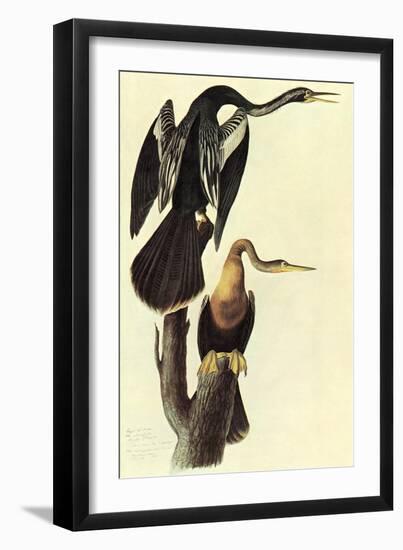 Anhinga-John James Audubon-Framed Art Print