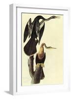 Anhinga-John James Audubon-Framed Art Print