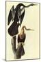 Anhinga-John James Audubon-Mounted Art Print