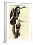 Anhinga-John James Audubon-Framed Art Print