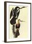 Anhinga-John James Audubon-Framed Art Print