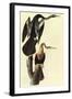 Anhinga-John James Audubon-Framed Art Print