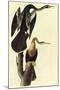 Anhinga-John James Audubon-Mounted Art Print