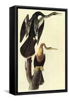 Anhinga-John James Audubon-Framed Stretched Canvas
