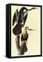 Anhinga-John James Audubon-Framed Stretched Canvas