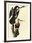 Anhinga-John James Audubon-Framed Art Print