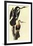 Anhinga-John James Audubon-Framed Art Print