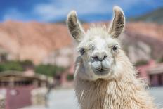 Llama in Salinas Grandes in Jujuy, Argentina.-Anibal Trejo-Photographic Print