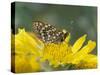 Anicia Checkerspot, Mt. Evans, Colorado, USA-Adam Jones-Stretched Canvas