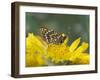 Anicia Checkerspot, Mt. Evans, Colorado, USA-Adam Jones-Framed Photographic Print