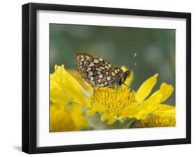 Anicia Checkerspot, Mt. Evans, Colorado, USA-Adam Jones-Framed Photographic Print