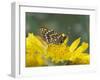 Anicia Checkerspot, Mt. Evans, Colorado, USA-Adam Jones-Framed Photographic Print