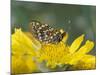 Anicia Checkerspot, Mt. Evans, Colorado, USA-Adam Jones-Mounted Photographic Print