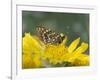 Anicia Checkerspot, Mt. Evans, Colorado, USA-Adam Jones-Framed Photographic Print