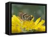 Anicia Checkerspot, Mt. Evans, Colorado, USA-Adam Jones-Framed Stretched Canvas