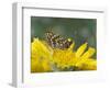 Anicia Checkerspot, Mt. Evans, Colorado, USA-Adam Jones-Framed Photographic Print