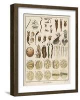 "Animacules," Microscopic Creatures as Seen Under a Microscope-Ebenezer Sibly-Framed Art Print