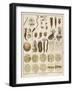"Animacules," Microscopic Creatures as Seen Under a Microscope-Ebenezer Sibly-Framed Art Print