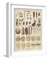 "Animacules," Microscopic Creatures as Seen Under a Microscope-Ebenezer Sibly-Framed Art Print