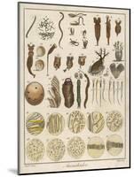 "Animacules," Microscopic Creatures as Seen Under a Microscope-Ebenezer Sibly-Mounted Art Print