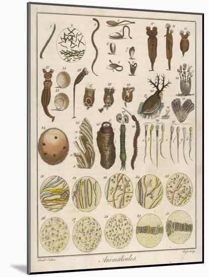 "Animacules," Microscopic Creatures as Seen Under a Microscope-Ebenezer Sibly-Mounted Art Print