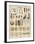 "Animacules," Microscopic Creatures as Seen Under a Microscope-Ebenezer Sibly-Framed Art Print