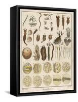 "Animacules," Microscopic Creatures as Seen Under a Microscope-Ebenezer Sibly-Framed Stretched Canvas