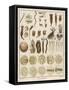 "Animacules," Microscopic Creatures as Seen Under a Microscope-Ebenezer Sibly-Framed Stretched Canvas