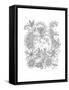 Animal Cats-Neeti Goswami-Framed Stretched Canvas