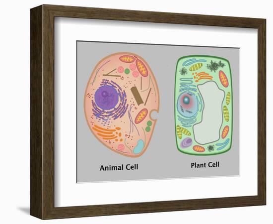 Animal Cell and Plant Cell-Gwen Shockey-Framed Giclee Print