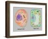 Animal Cell and Plant Cell-Gwen Shockey-Framed Giclee Print