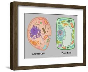 Animal Cell and Plant Cell-Gwen Shockey-Framed Giclee Print