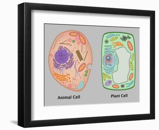 Animal Cell and Plant Cell-Gwen Shockey-Framed Giclee Print
