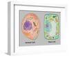 Animal Cell and Plant Cell-Gwen Shockey-Framed Giclee Print