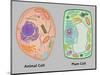 Animal Cell and Plant Cell-Gwen Shockey-Mounted Giclee Print