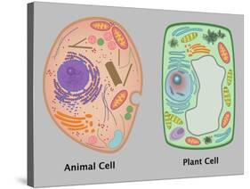 Animal Cell and Plant Cell-Gwen Shockey-Stretched Canvas