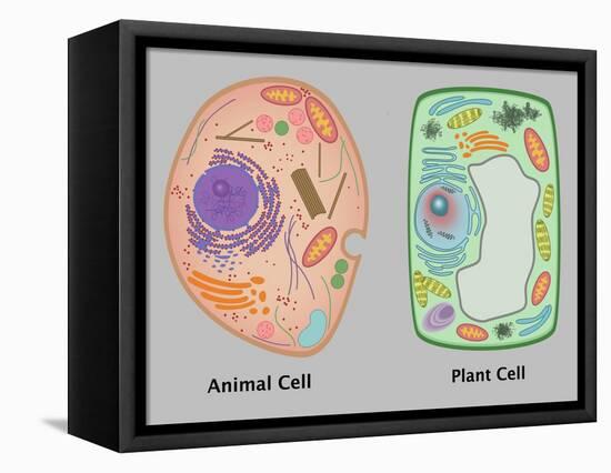 Animal Cell and Plant Cell-Gwen Shockey-Framed Stretched Canvas