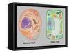 Animal Cell and Plant Cell-Gwen Shockey-Framed Stretched Canvas