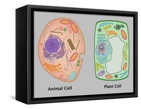 Animal Cell and Plant Cell-Gwen Shockey-Framed Stretched Canvas